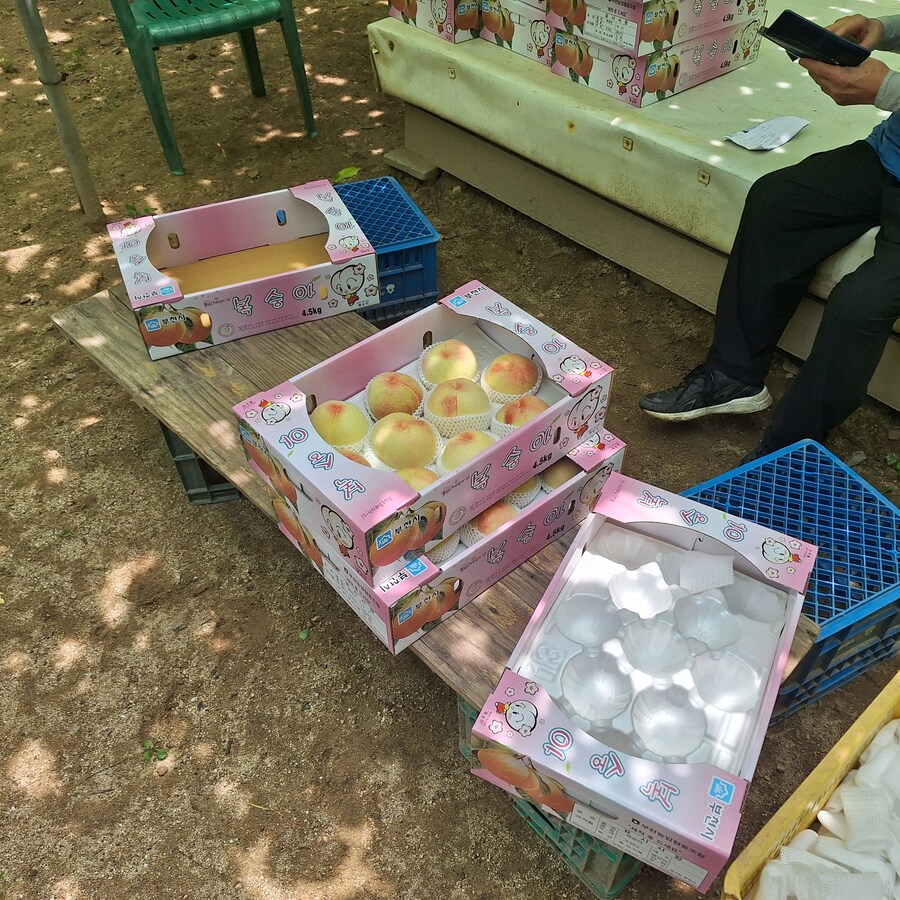 마지막 부천 소사 복숭아, 부천식 녹두파전_7.jpg