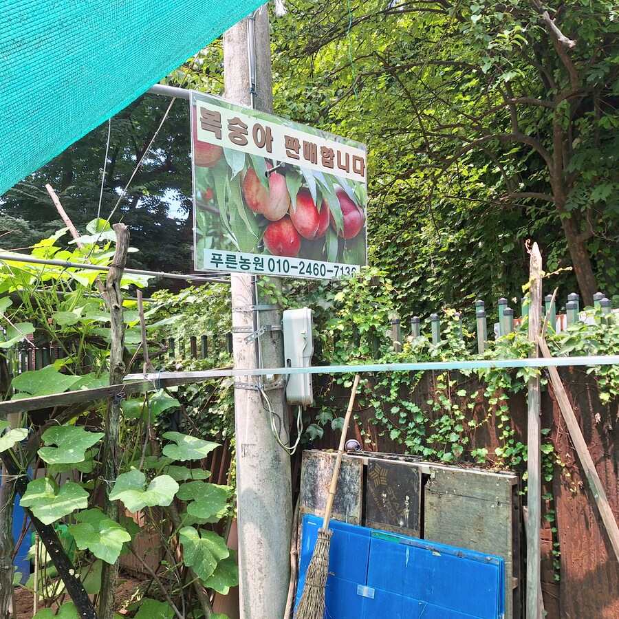 마지막 부천 소사 복숭아, 부천식 녹두파전_35.jpg