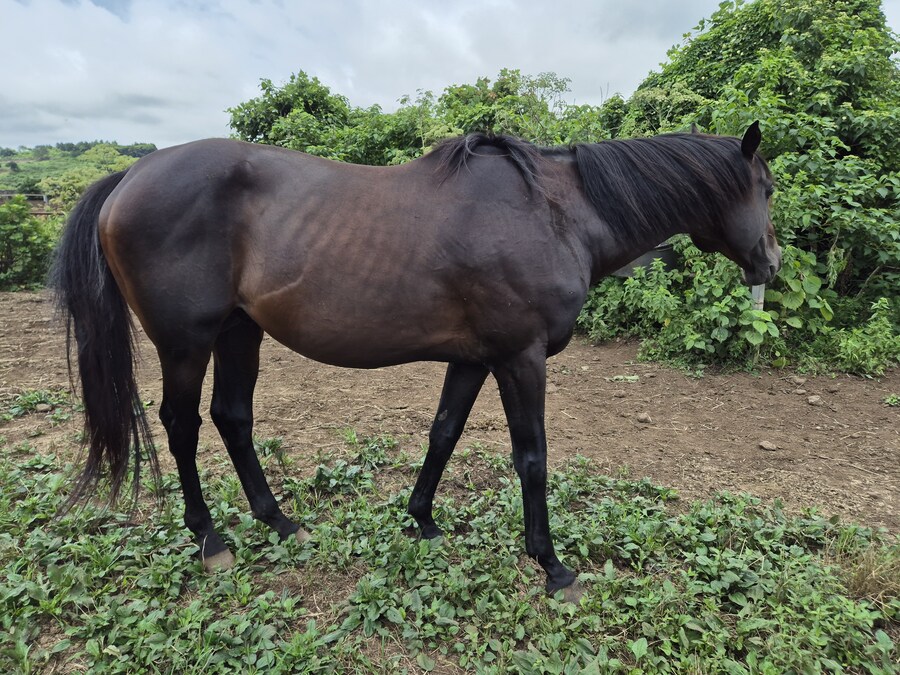 K-경마, 말딸 혈통) 제주도에서 지내고 있는 어드마이어 베가의 친조카 근황._2.jpg