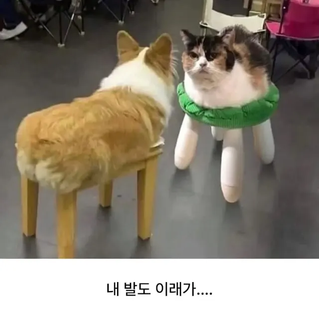 "사료 좀 섞어주소"_2.webp