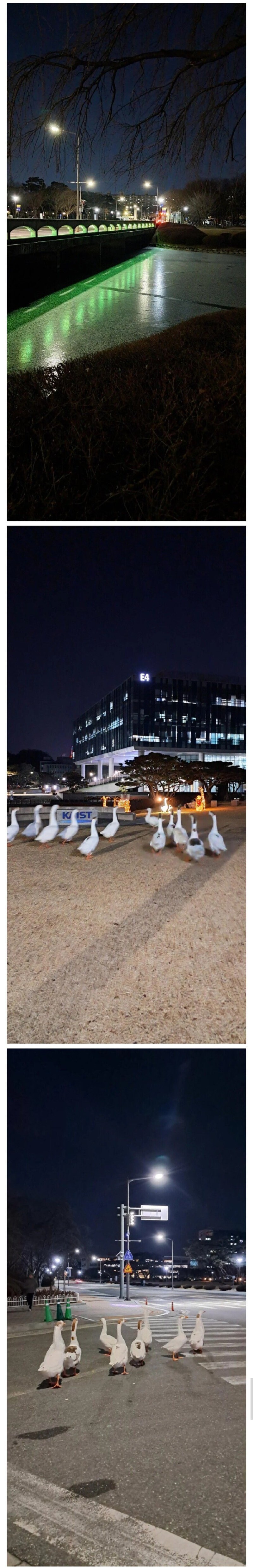 카이스트의 연못이 얼면 생기는 홈리스들_1.jpg