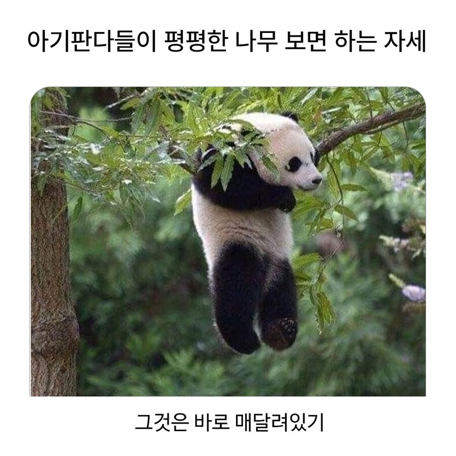 아기 판다가 나무에 올라가면_1.jpg