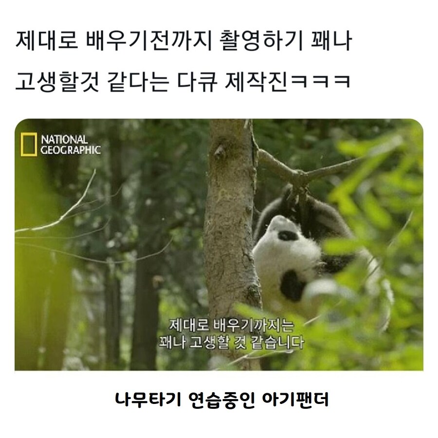 아기 판다가 나무에 올라가면_4.jpg
