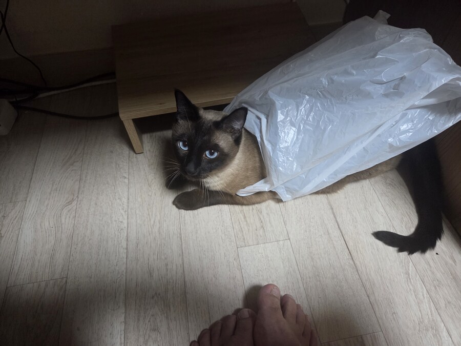 날지못하는 우리집 고양이_2.jpg