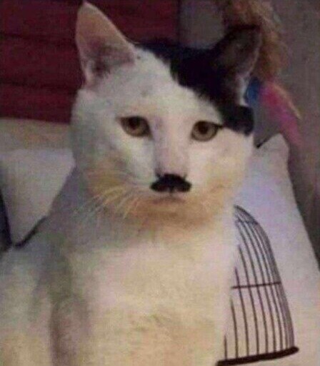 "여왕님! 고양이 일족 말고는 몰살이라니 무슨!"_1.jpg
