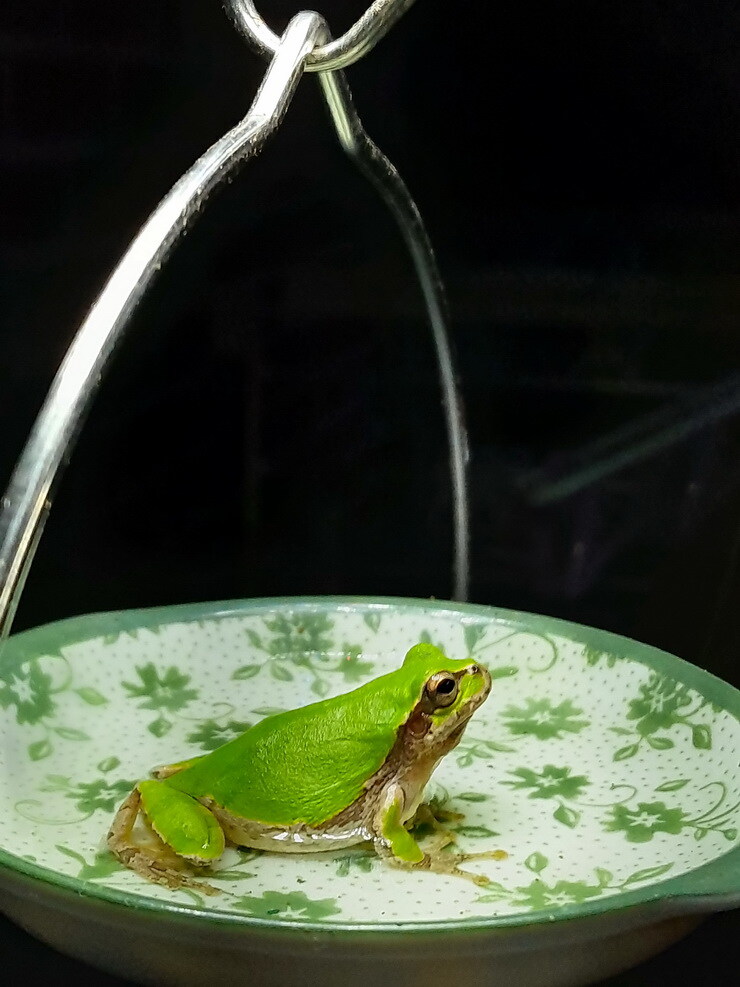 이 뜨거운날 냉탕에서 영업시간 기다리는 개구리_6.jpg