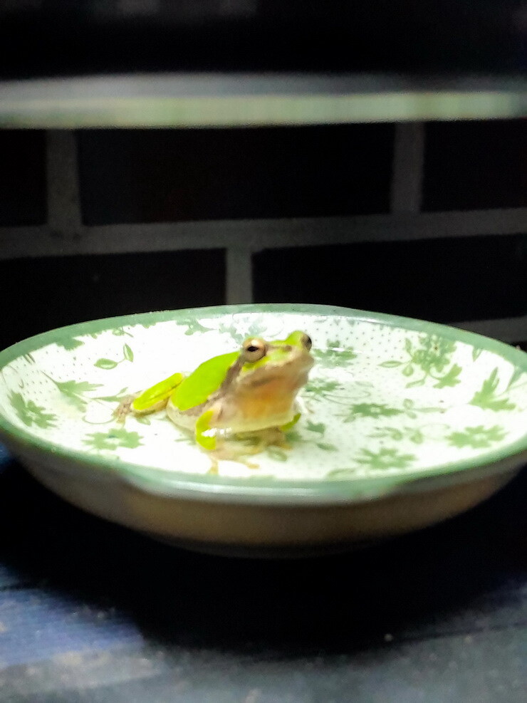 이 뜨거운날 냉탕에서 영업시간 기다리는 개구리_5.jpg