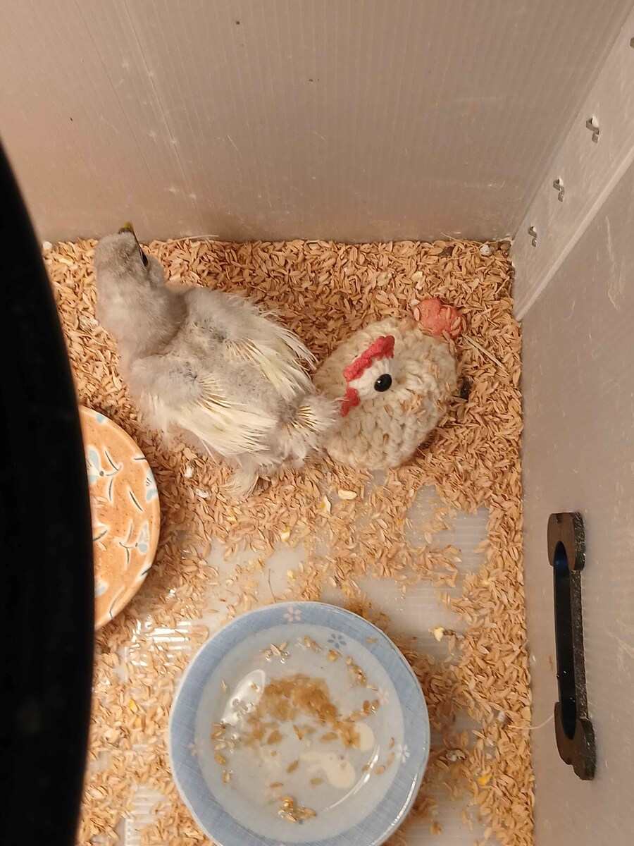 리노아 몰래 올리는 작은 병아리_1.jpg