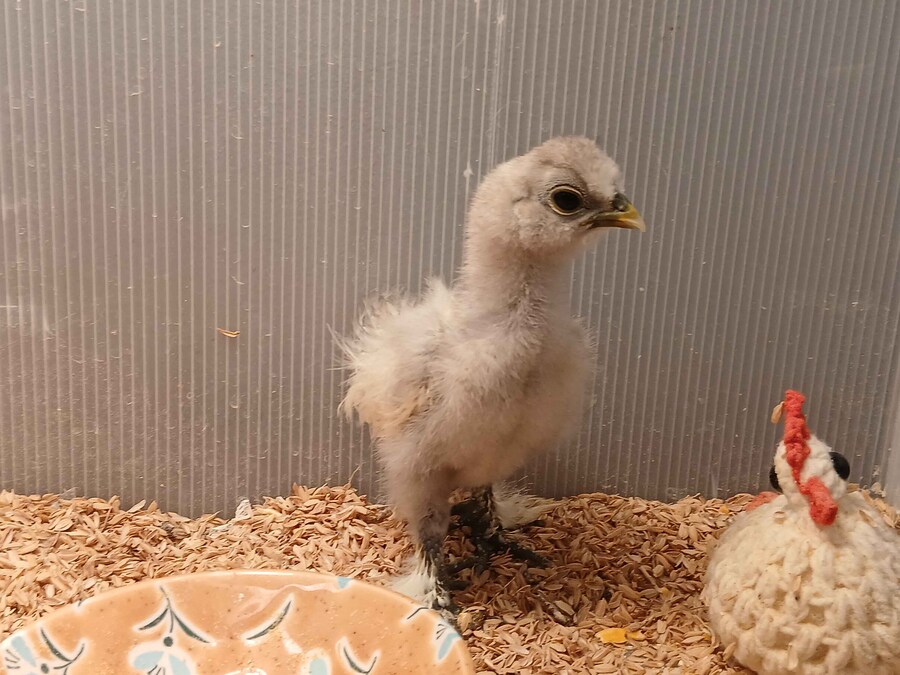 리노아 몰래 올리는 작은 병아리_2.jpg