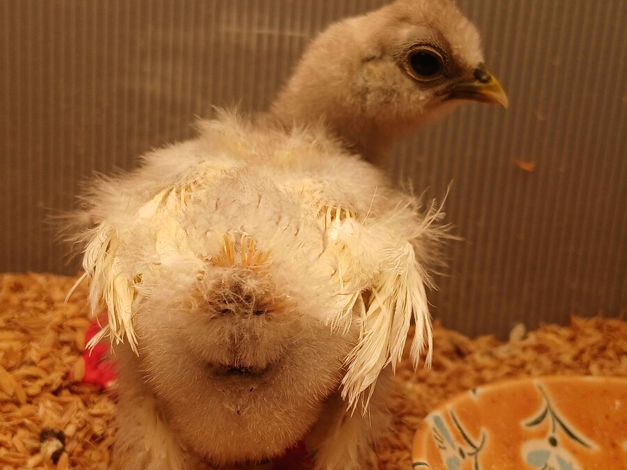 리노아 몰래 올리는 작은 병아리_5.jpg