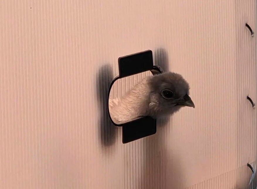 리노아 몰래 올리는 작은 병아리_6.png