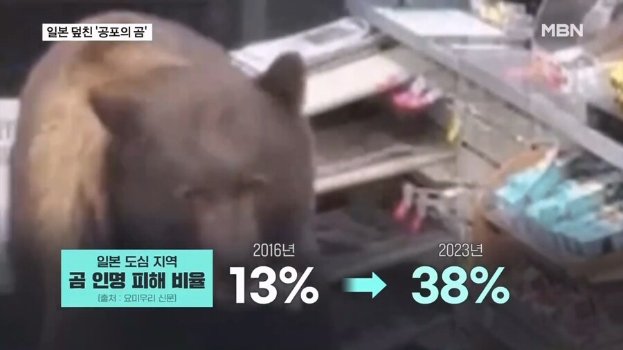 일본 곰 보험 상품 등장_4.jpg