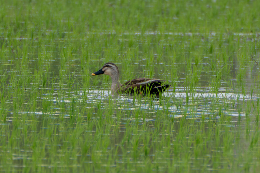 5월, 김포장릉 탐조_8.jpg