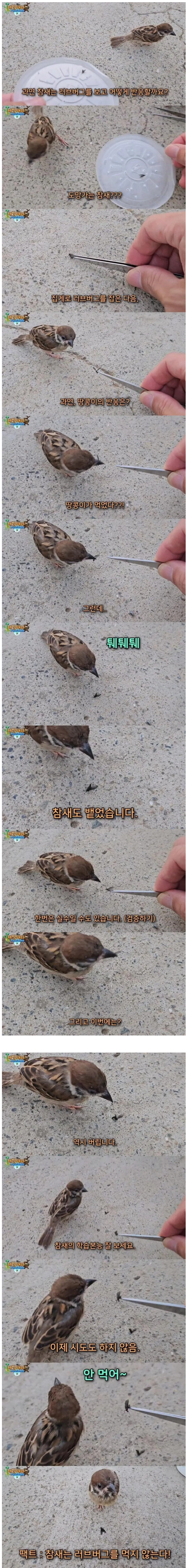 과연 참새는 러브버그를 먹을까._1.jpg