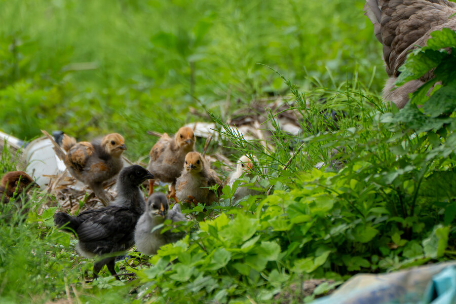 5월, 김포장릉 탐조_11.jpg