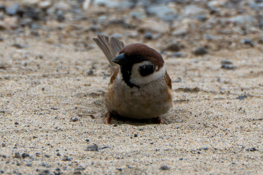 5월, 김포장릉 탐조_12.jpg