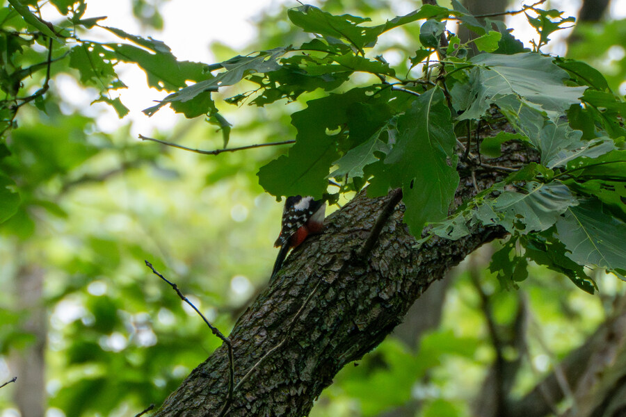 5월, 김포장릉 탐조_28.jpg