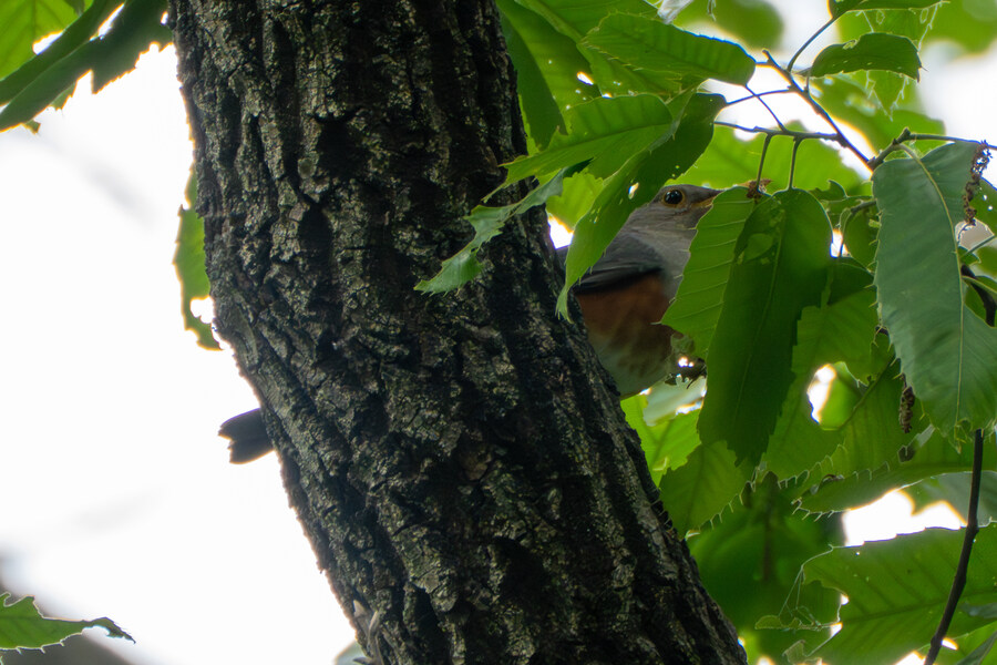 5월, 김포장릉 탐조_33.jpg