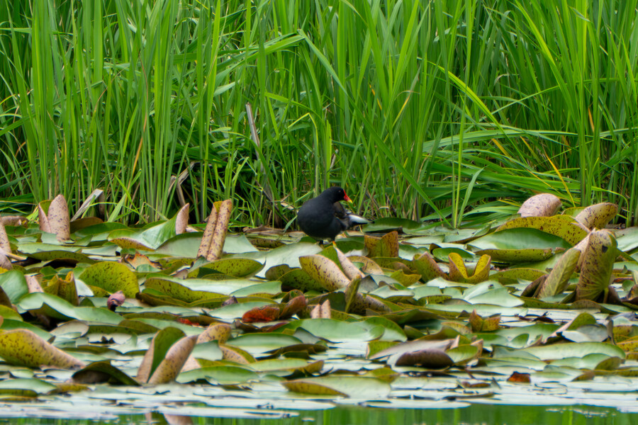 5월, 김포장릉 탐조_36.jpg