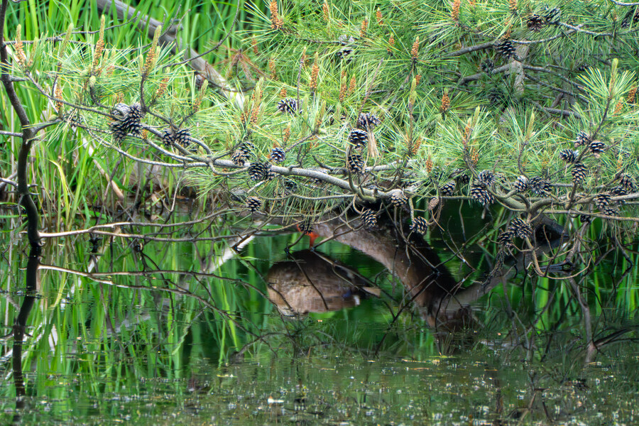 5월, 김포장릉 탐조_37.jpg