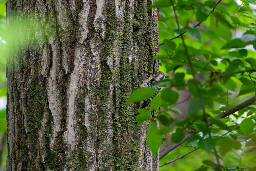 5월, 김포장릉 탐조_41.jpg