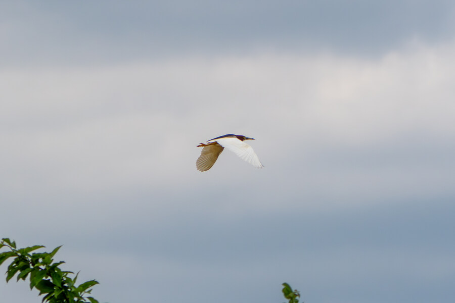 5월, 김포장릉 탐조_45.jpg