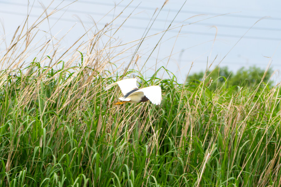 5월, 김포장릉 탐조_47.jpg