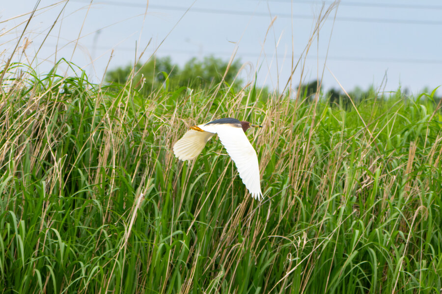 5월, 김포장릉 탐조_48.jpg