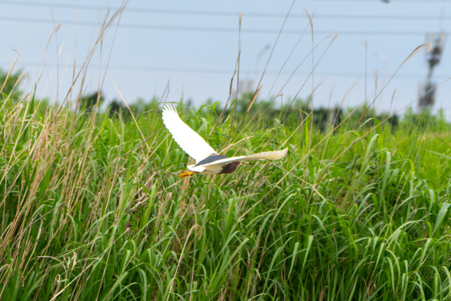5월, 김포장릉 탐조_49.jpg