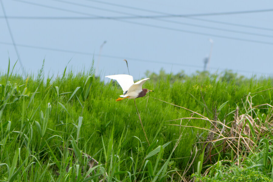 5월, 김포장릉 탐조_51.jpg