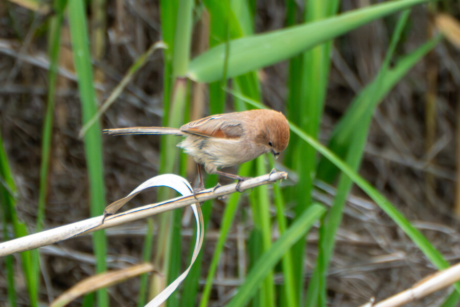 5월, 김포장릉 탐조_53.jpg