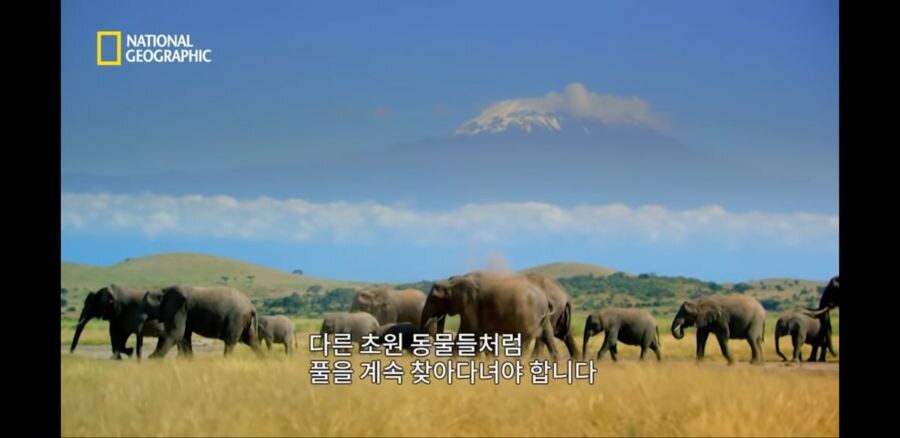 코끼리 사냥하는 사자무리.jpg_2.jpg