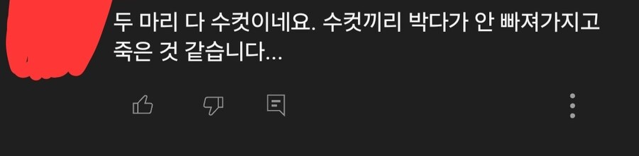 요즘 한국에 매미가 사라진 이유. jpg_2.jpg