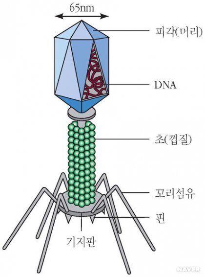 고대외계문명의 나노병기가 아닙니다._1.jpg