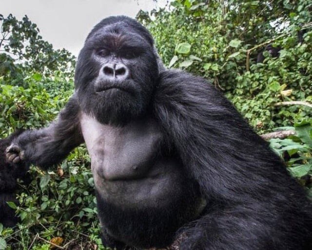 키 2m, 몸무게 180kg 고릴라에게 처맞기직전 찍은사진_1.jpg