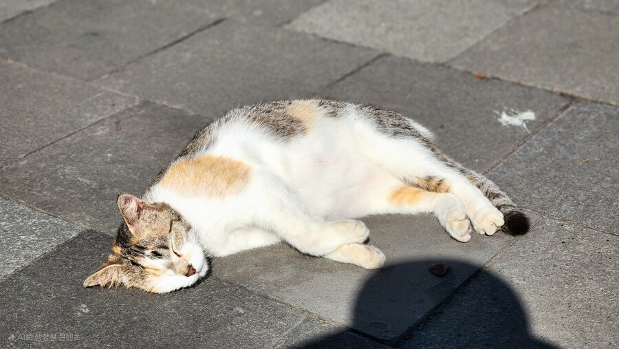 [스압]인도네시아의 경주 족자카르타 여행기-1_6.jpg