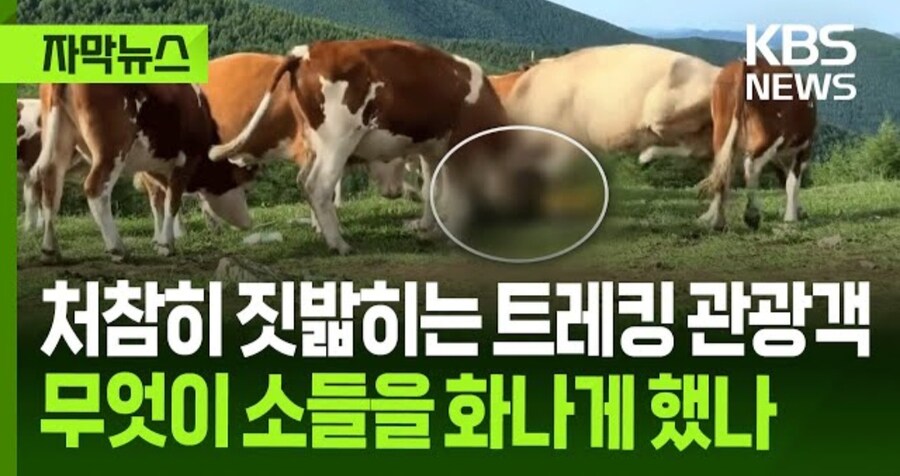 중국에서 소 괴롭히다가 소들한테 다구리맞은 중국인 ㅋㅋㅋㅋㅋㅋㅋㅋㅋ_1.jpg