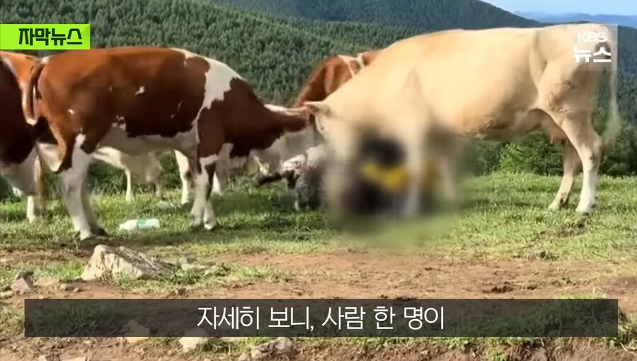 중국에서 소 괴롭히다가 소들한테 다구리맞은 중국인 ㅋㅋㅋㅋㅋㅋㅋㅋㅋ_3.jpg