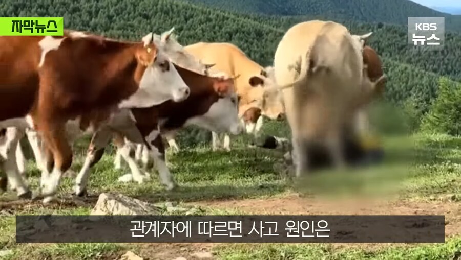 중국에서 소 괴롭히다가 소들한테 다구리맞은 중국인 ㅋㅋㅋㅋㅋㅋㅋㅋㅋ_9.jpg