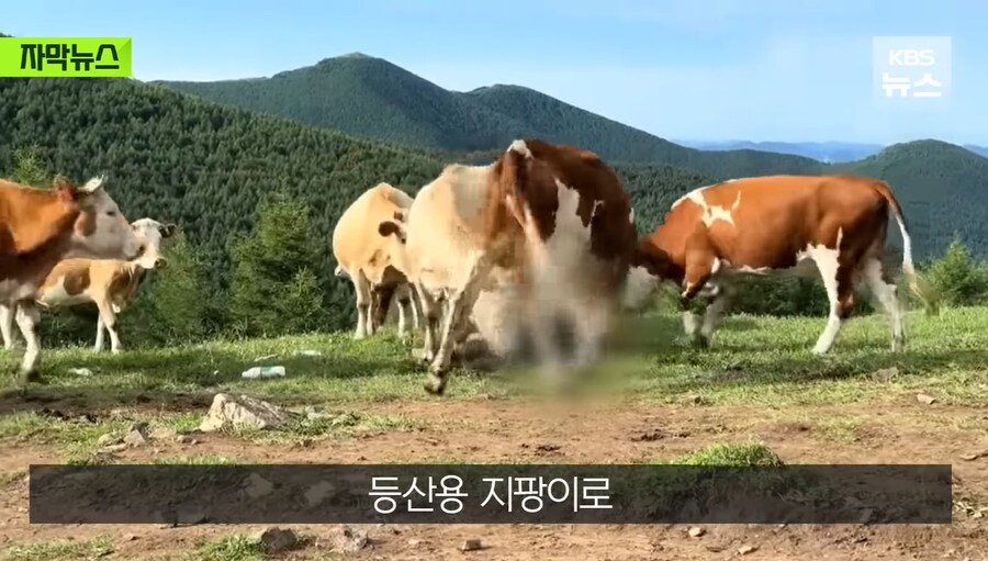 중국에서 소 괴롭히다가 소들한테 다구리맞은 중국인 ㅋㅋㅋㅋㅋㅋㅋㅋㅋ_11.jpg