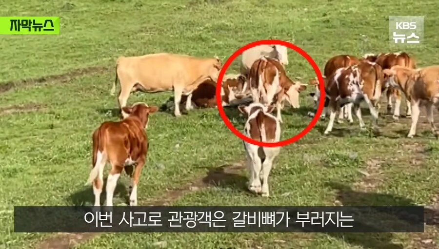 중국에서 소 괴롭히다가 소들한테 다구리맞은 중국인 ㅋㅋㅋㅋㅋㅋㅋㅋㅋ_15.jpg