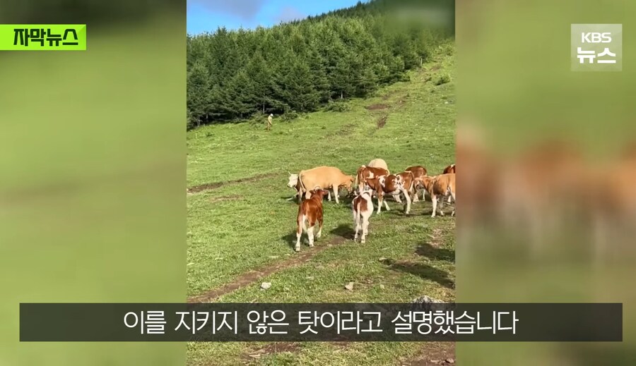 중국에서 소 괴롭히다가 소들한테 다구리맞은 중국인 ㅋㅋㅋㅋㅋㅋㅋㅋㅋ_19.jpg