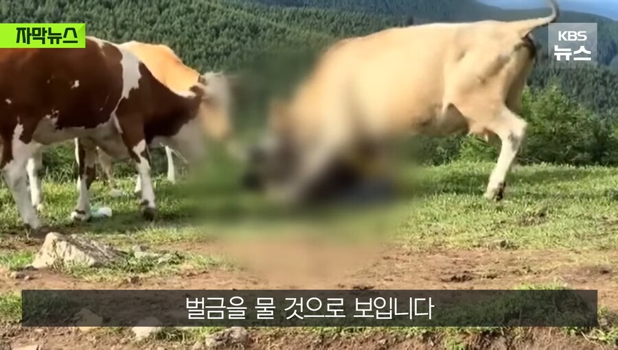 중국에서 소 괴롭히다가 소들한테 다구리맞은 중국인 ㅋㅋㅋㅋㅋㅋㅋㅋㅋ_22.jpg