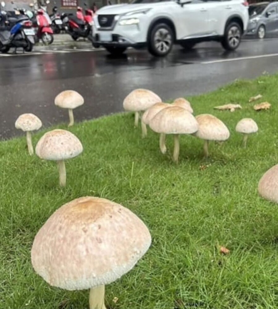 1년치 비가 한꺼번에 내렸다는 대만 근황.JPG_1.jpg