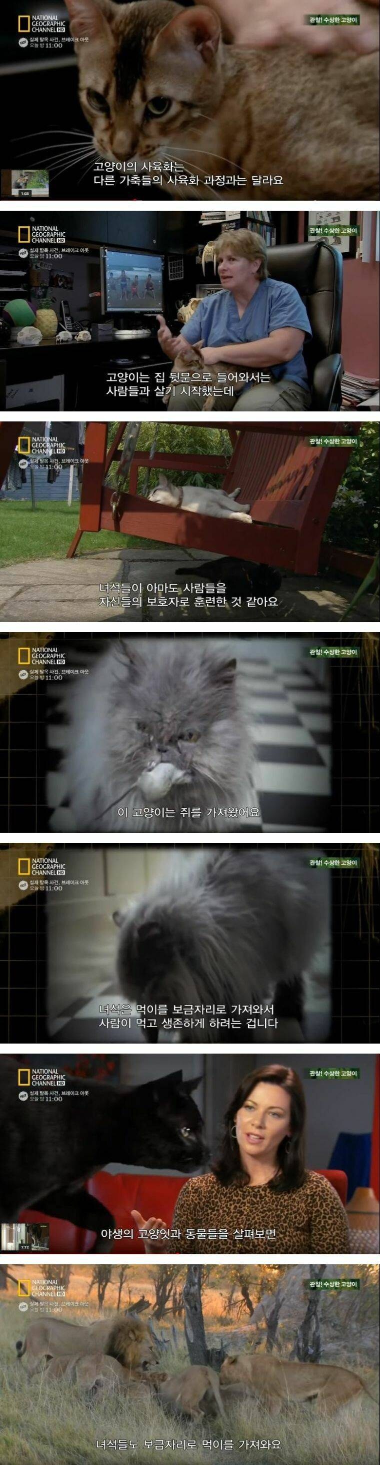 고양이가 가축화된 과정 ㄷㄷㄷ_1.jpg