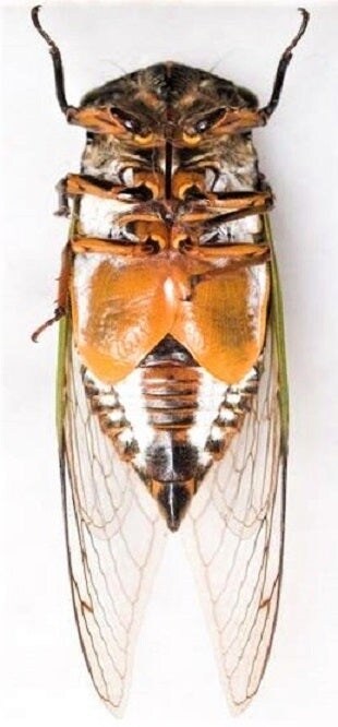 일본 말매미(곰매미) 울음소리_1.jpg