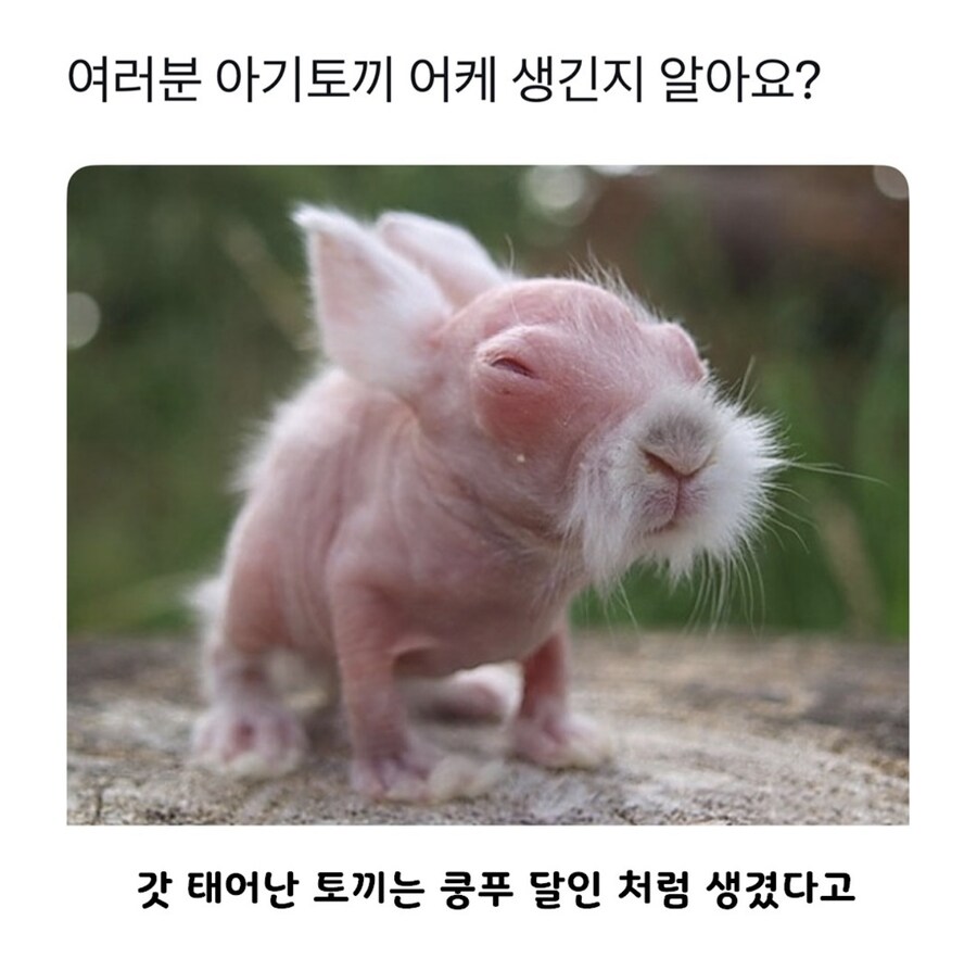 무술 고수처럼 생긴 동물.jpg_1.jpg