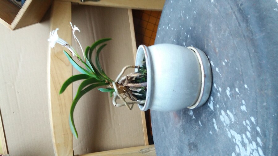 우리 아버지가 키운 난(Feat.난속의 하얀꽃)_3.jpg