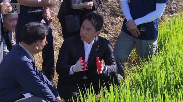 조선 쌀 생산 시찰하러 온 일본 관리.jpg_1.jpg