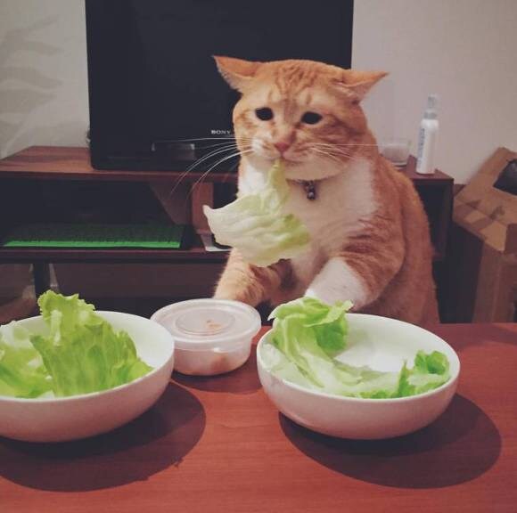 미식 할 수 없는 고양이_2.jpg